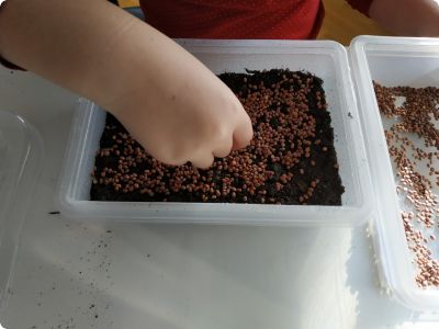 Mikrozelenje - kako uzgojiti daikon