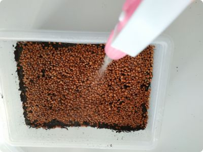 Mikrozelenje - kako uzgojiti daikon