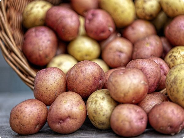 Ekološki sjemenski krumpir - RASPRODANO