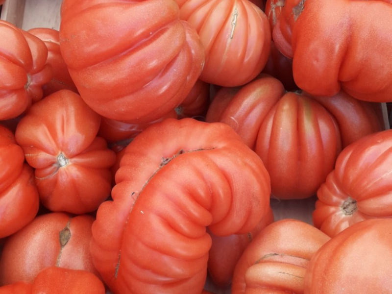 Rajcica canestrino
