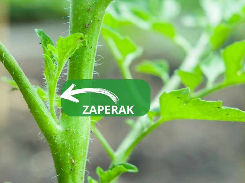 Zaperak mali