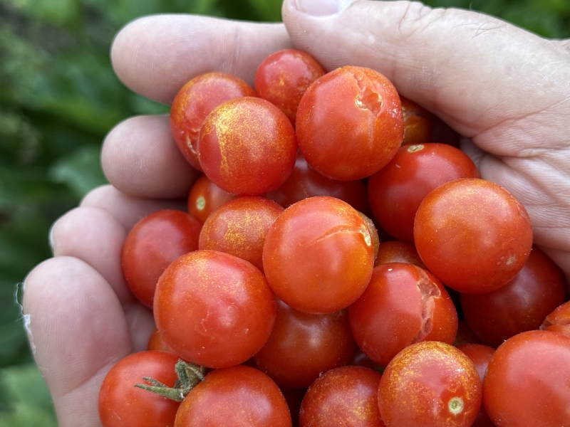 Cherry-rajcice