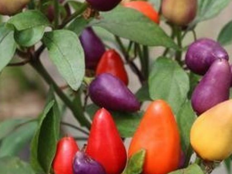 Chili-paprika-aurora