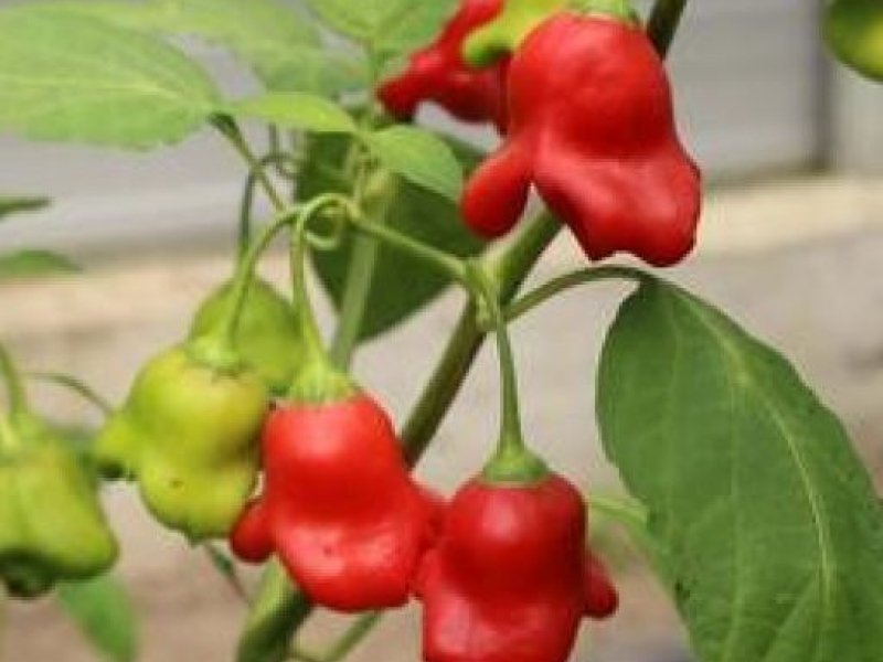 Paprika-ljuta-zvoncica
