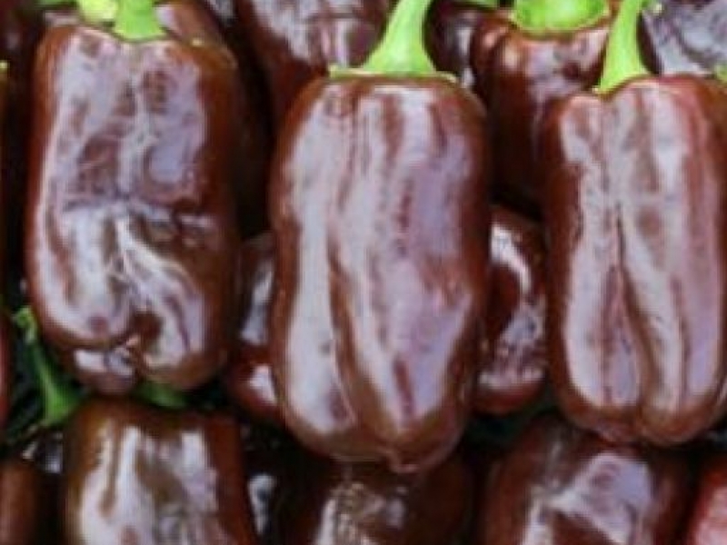 Paprika-sweet-chocolate