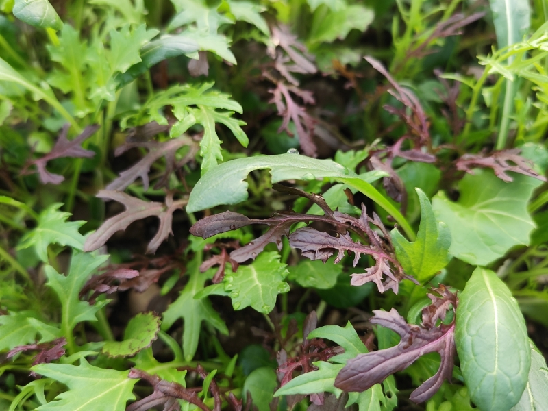 Zimska salata
