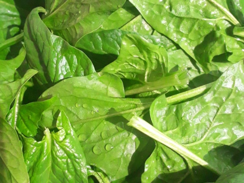 Ekoloski spinat