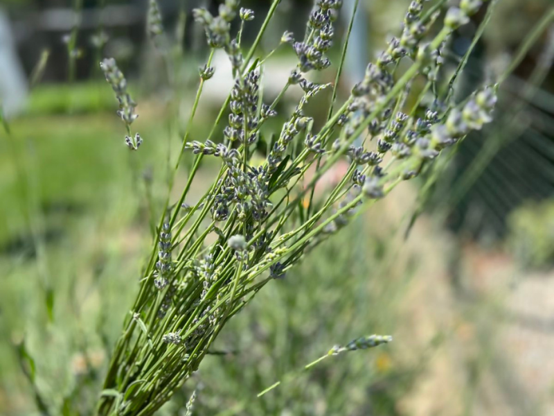 Lavanda
