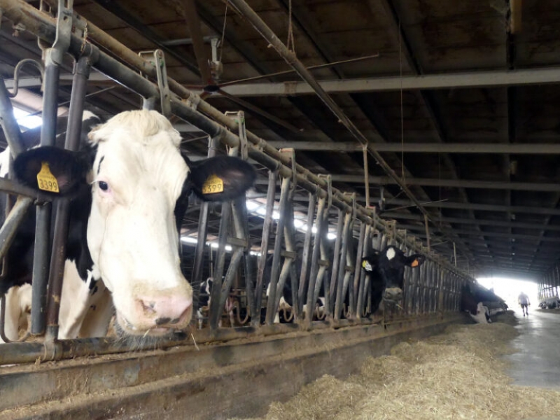 Organska farma bio reggiani