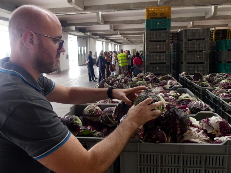Veletrznica povrca Chioggia Ortomercato