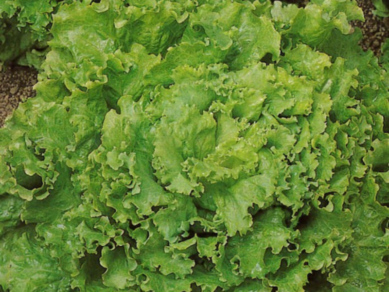 Salata kristalka gentilina