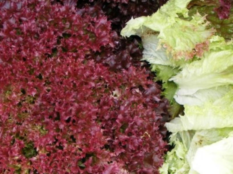 Salata lollo rossa