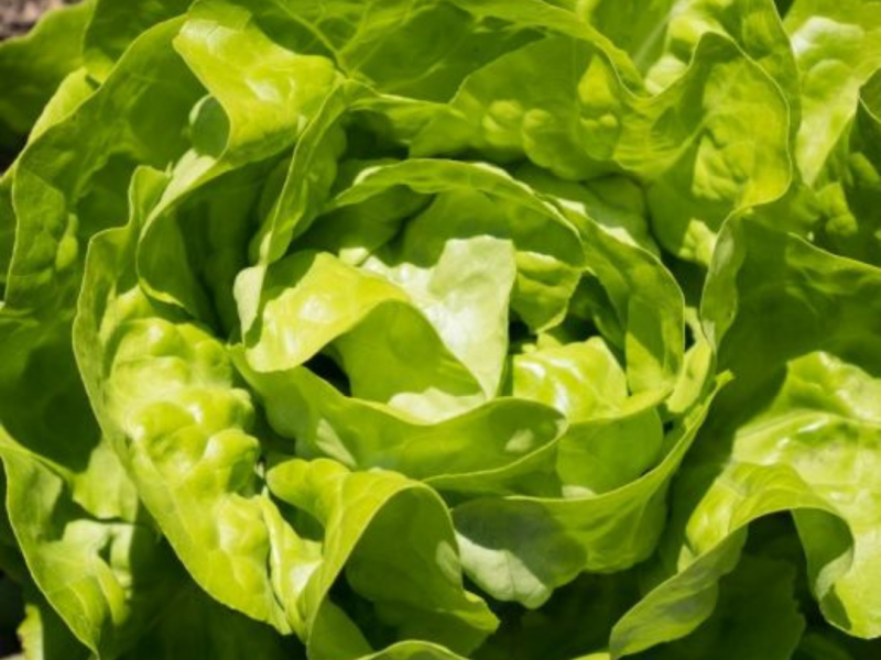 Salata majska kraljica