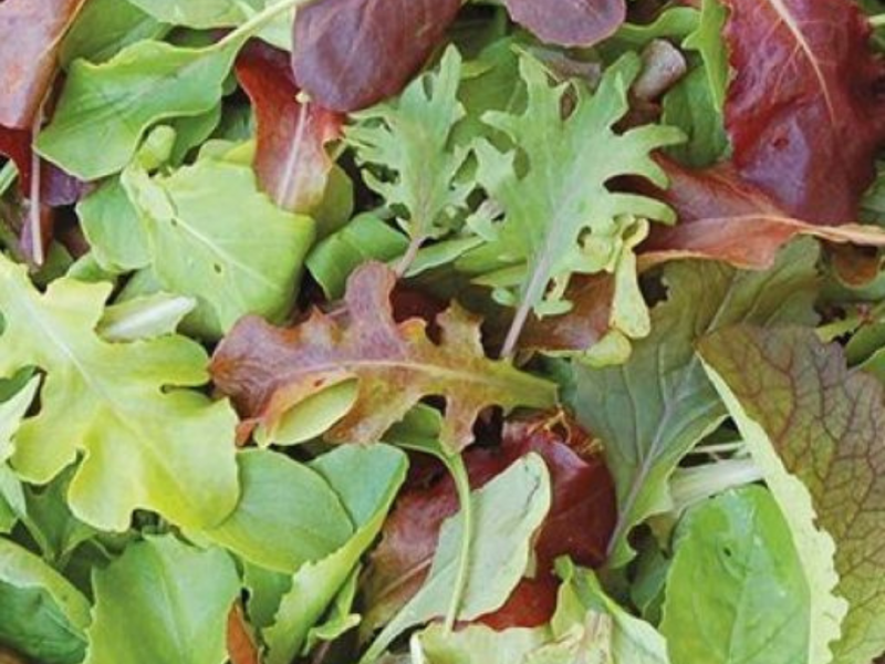 Salata mjeYavina misticanza