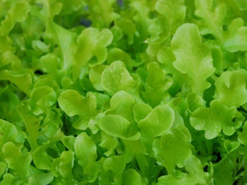 Salata ricciolina di trieste