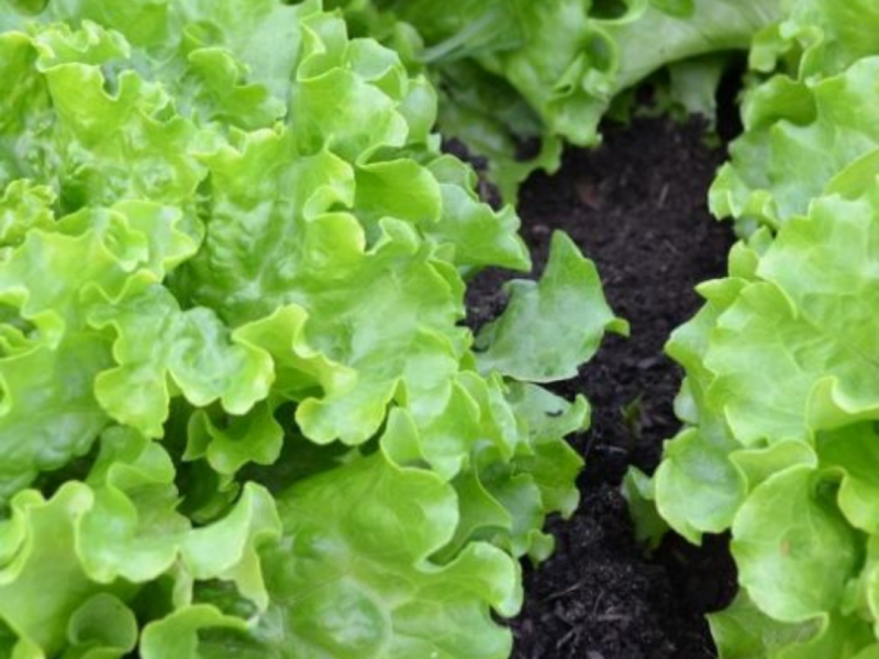 Salata salad bowl green