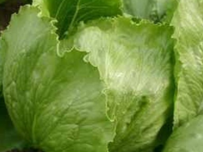 Salata saladin ledenka