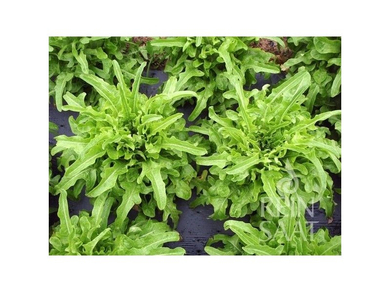 Salata-catalogna Salata-catalogna