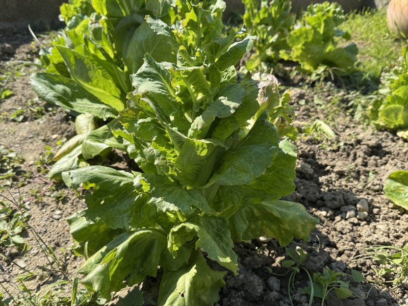 Prorastanje-salate-u-jesen