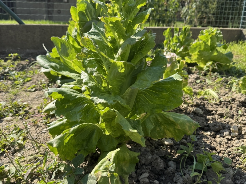 Salata-ide-u-cvijet