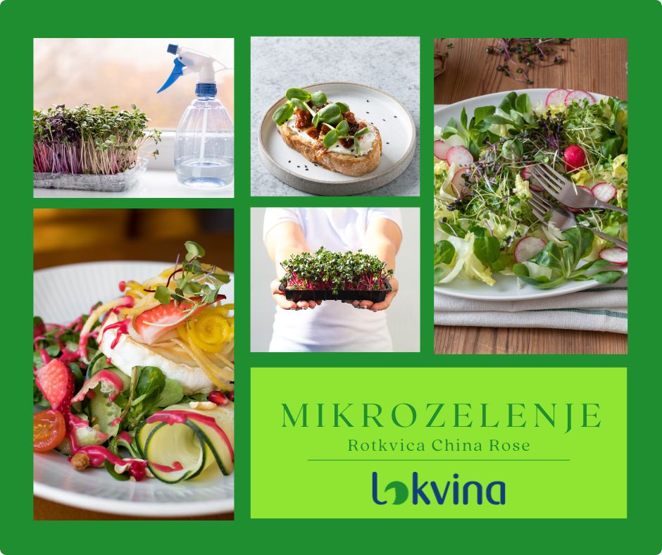 Uzgoj mikrozelenja kod kuće: Rotkvica China Rose