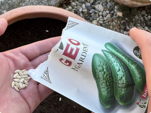 Sezona je sadnje krastavaca: kako ih uzgojiti za bogat ljetni urod