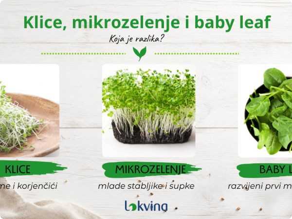 Klice, mikrozelenje i baby salata – u čemu je razlika? Klice, mikrozelenje i baby salata – u čemu je razlika?