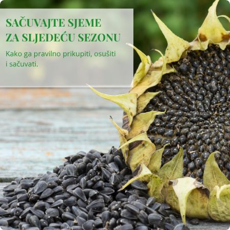 Kako sačuvati vlastito sjeme za sljedeću godinu?