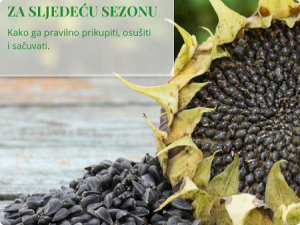 Kako sačuvati vlastito sjeme za sljedeću godinu?