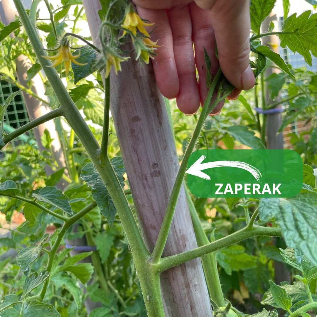 Uklanjanje zaperaka rajčica za bolji urod – kako, kada i zašto