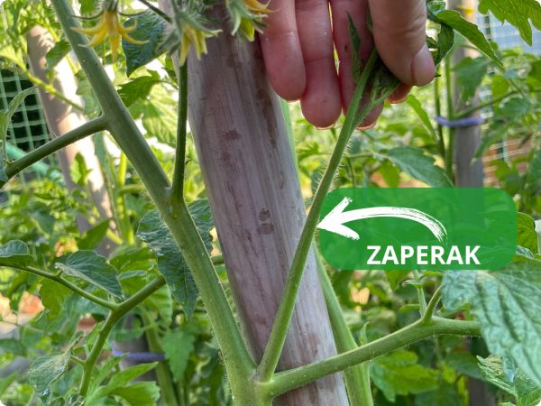 Uklanjanje zaperaka rajčica za bolji urod – kako, kada i zašto
