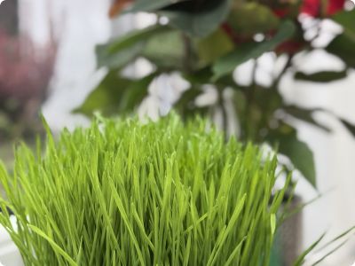 Kako posijati božićnu pšenicu - tradicija, simbolika i savjeti za uspješan uzgoj