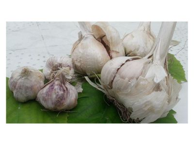 Vodič za uspješnju sadnju jesenskog češnjaka Vodič za uspješnju sadnju jesenskog češnjaka