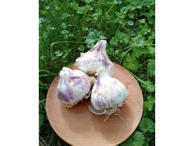 Vodič za uspješnju sadnju jesenskog češnjaka Vodič za uspješnju sadnju jesenskog češnjaka