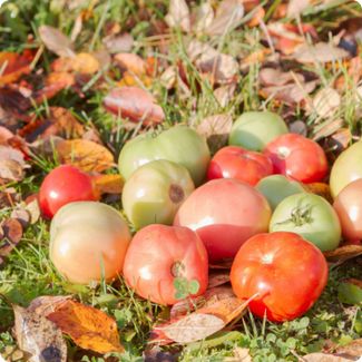 Kraj ljeta ne znači i kraj vrtlarenja – kako produžiti sezonu