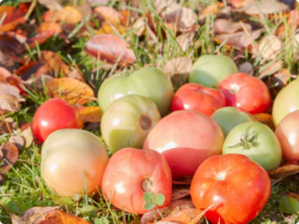 Kraj ljeta ne znači i kraj vrtlarenja – kako produžiti sezonu