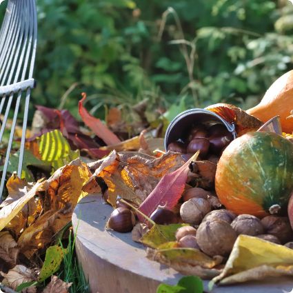 Što sada sijati – vrt u kasnu jesen Što sada sijati – vrt u kasnu jesen