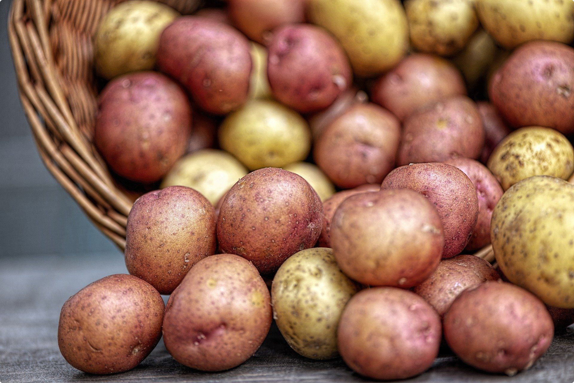 Ekološki sjemenski krumpir - KRUMPIR JE RASPRODAN