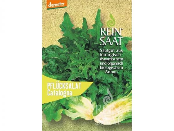 Salata Catalogna – brzorastuća sorta koju možete sijati gotovo cijele godine Salata Catalogna – brzorastuća sorta koju možete sijati gotovo cijele godine