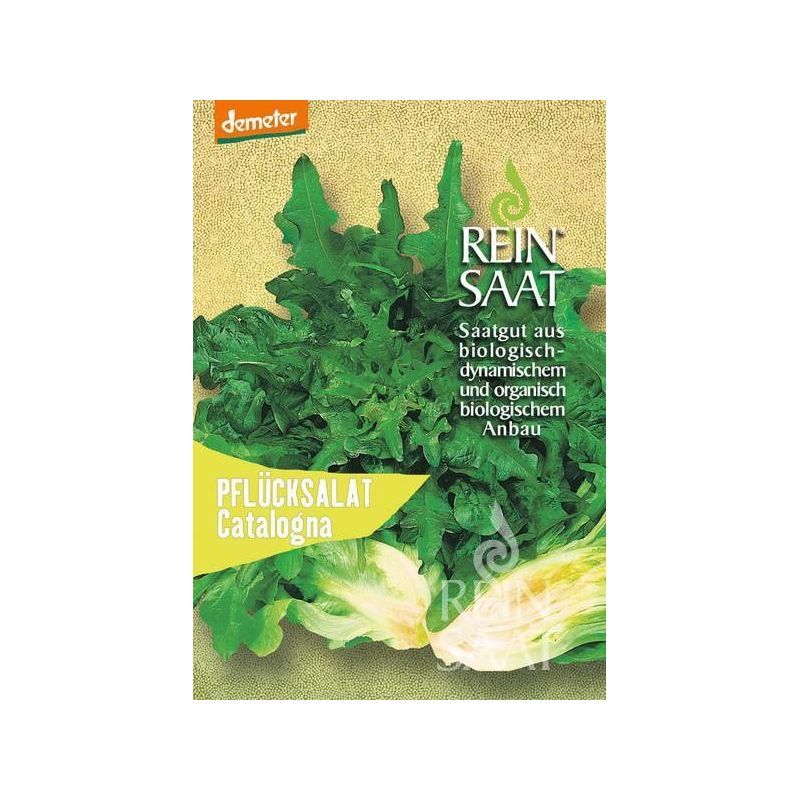 Salata Catalogna – brzorastuća sorta koju možete sijati gotovo cijele godine Salata Catalogna – brzorastuća sorta koju možete sijati gotovo cijele godine