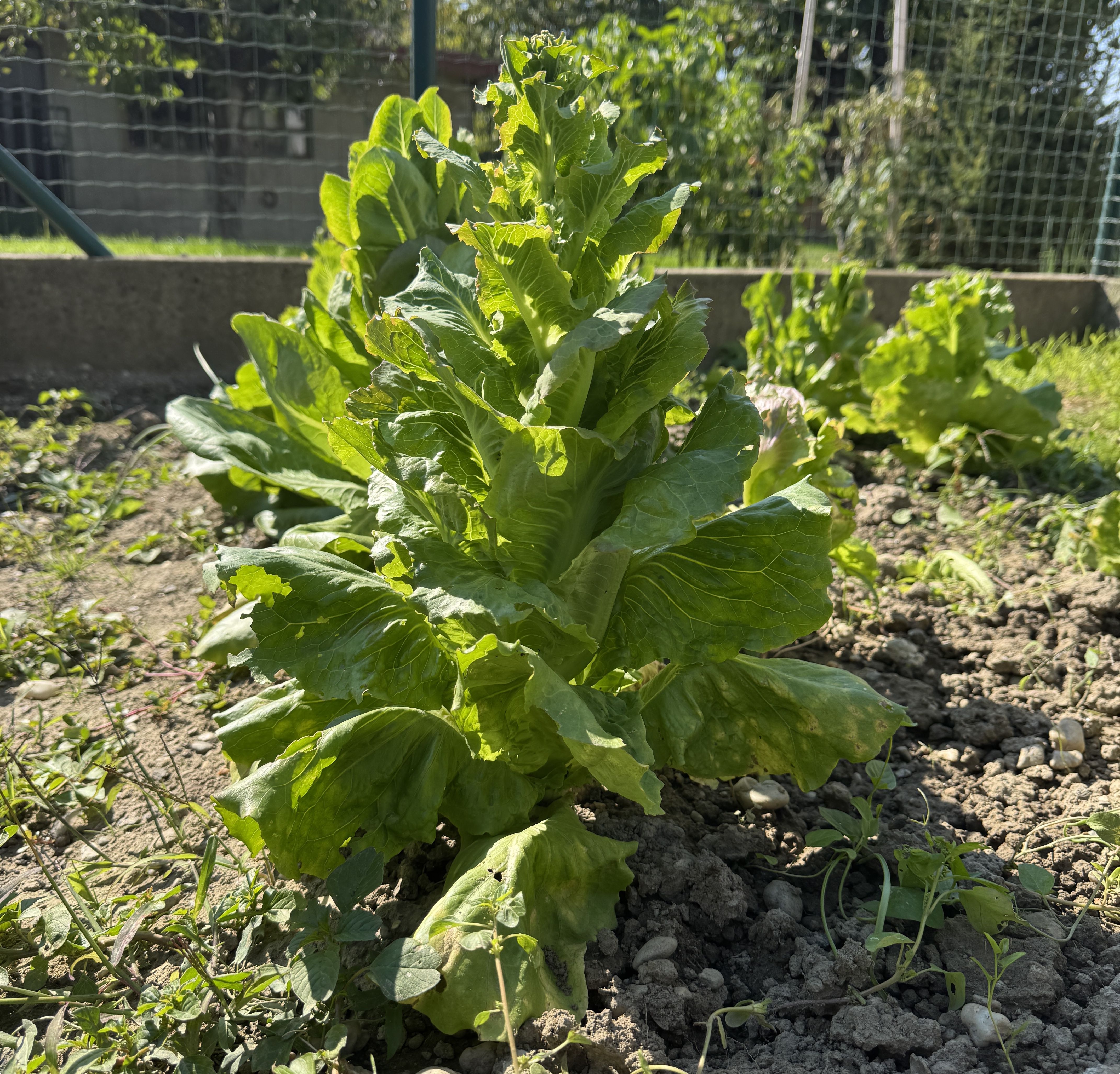 Zašto salata odlazi u sjeme iako nema velikih vrućina?