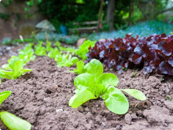 Ekološki uzgoj salate: Top proljetne sorte koje uspijevaju svima