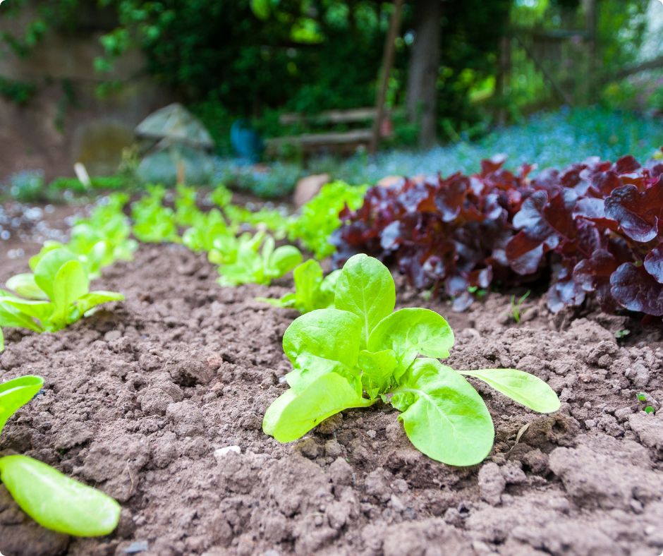 Ekološki uzgoj salate: Top proljetne sorte koje uspijevaju svima