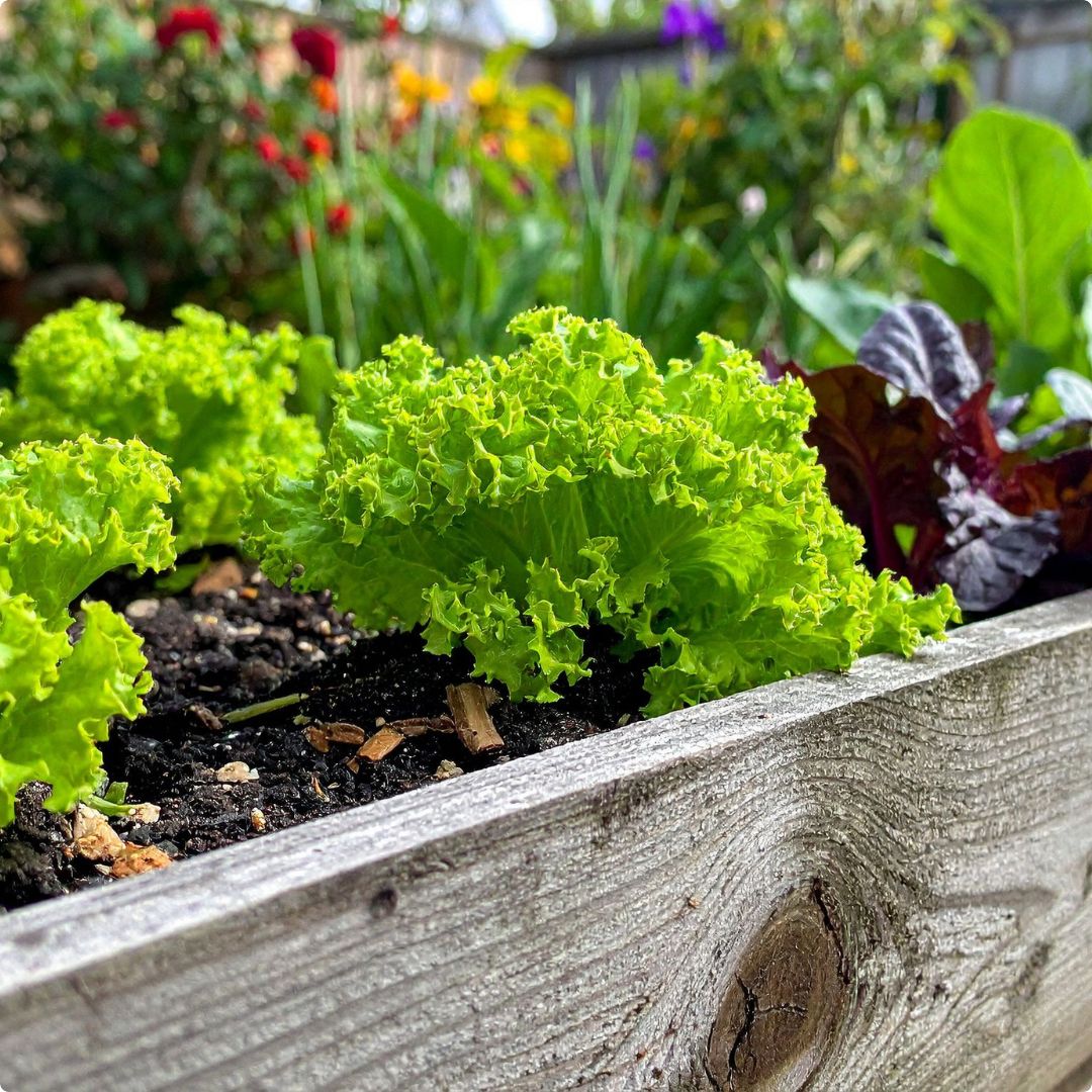 Zelene salate – koju odabrati za svoj vrt