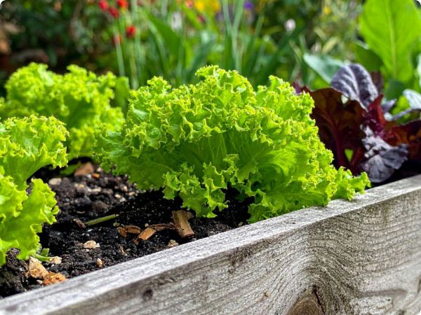 Zelene salate – koju odabrati za svoj vrt