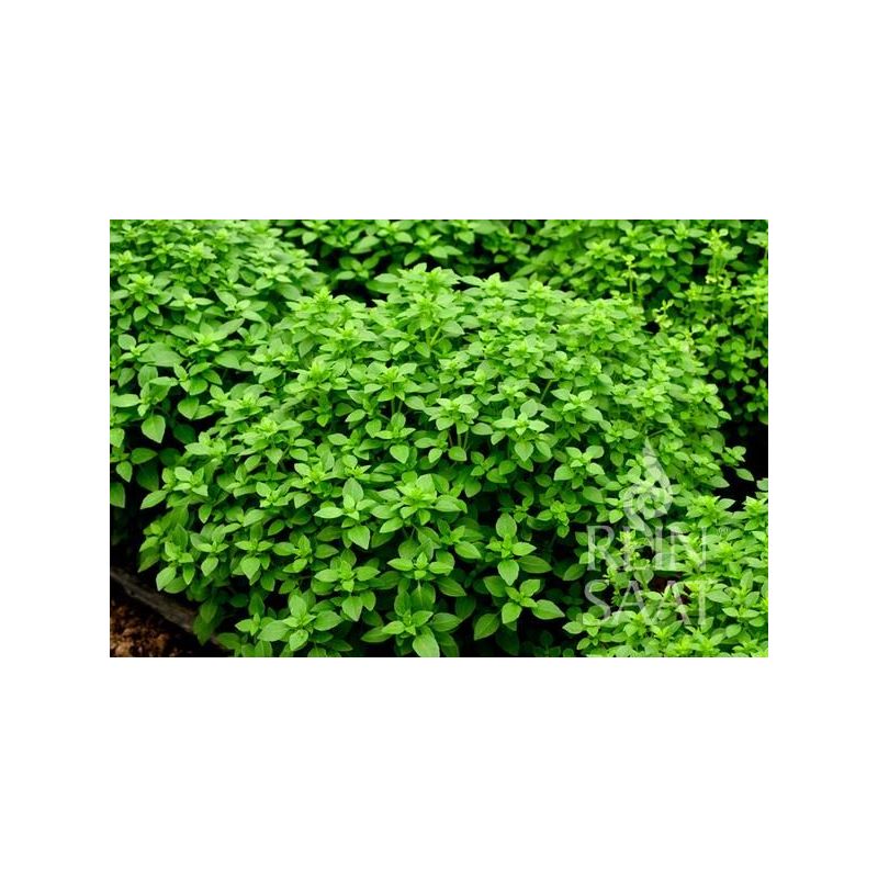 Bosiljak GRČKI Ocimum basilicum var. minimum Cijena, Akcija, Prodaja, Hrvatska