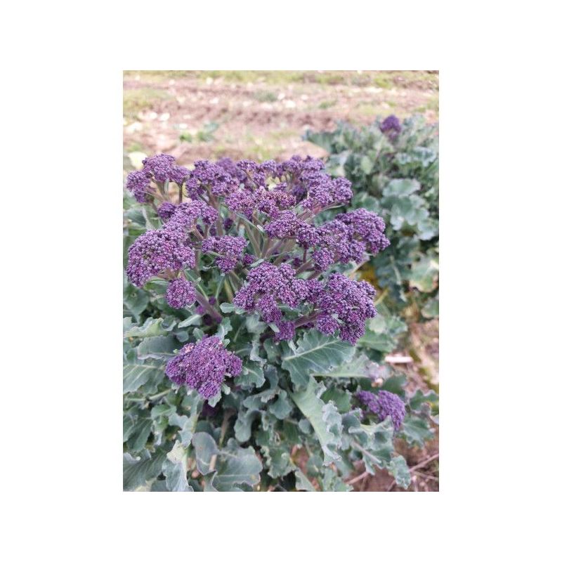 Broccoletto JET VIOLET 