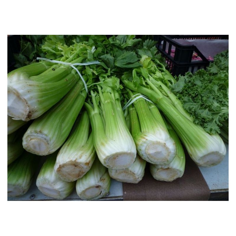 Celer za stabljiku VALDARNO Cijena Akcija