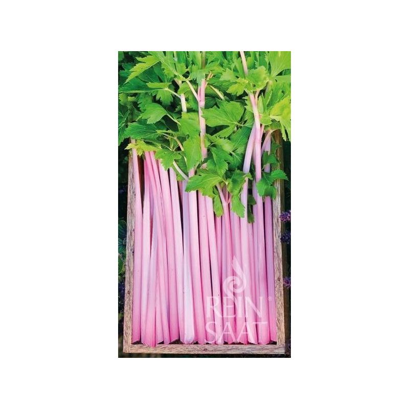 Celer za stabljiku CHINESE PINK
