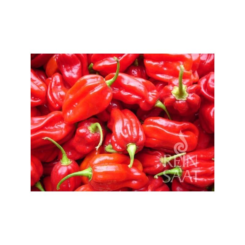 Chili paprika HABANERO TROPICAL RED Cijena, Akcija, Prodaja, Hrvatska
